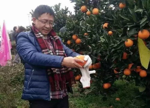 登三峡之巅，咏大美奉节 一场脐橙飘香的山水诗画之旅