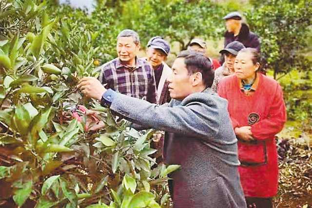 奉节脐橙的“三赢”新格局 从“根号二”到无限可能