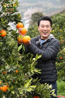《我们在行动》奉节行 蒋勤勤化身“萌妹”代言家乡脐橙，王耀庆现场“吃狗粮”