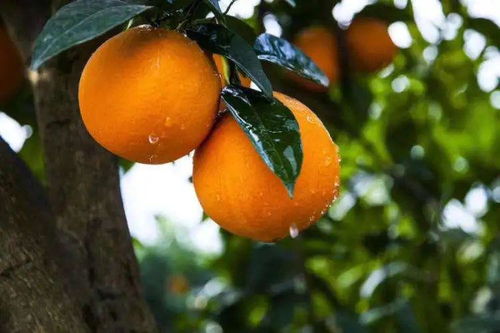 根号二奉节脐橙 引爆万州全城的“定时炸弹”