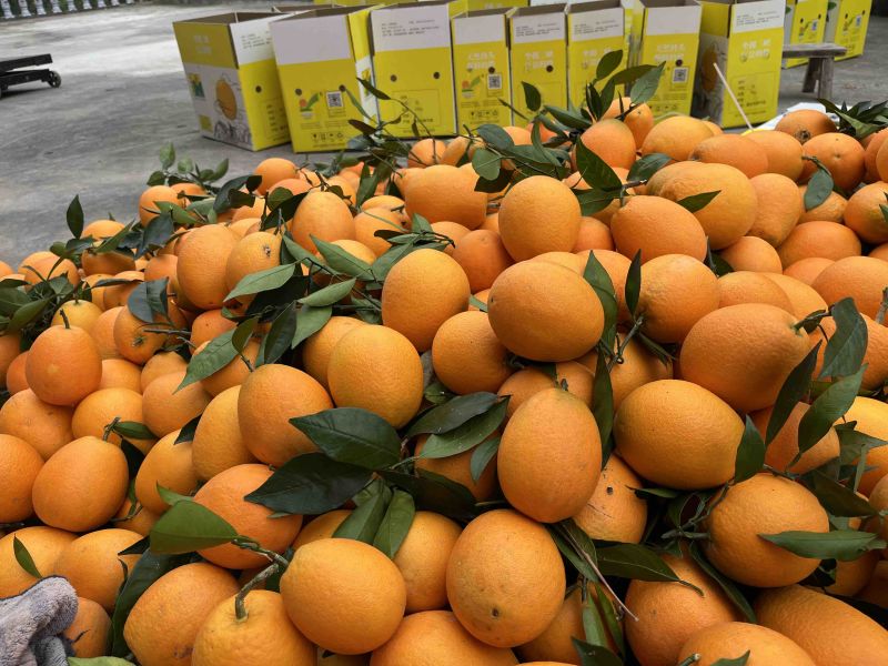 真诚交友，共品甘甜——一位种植户为退役父亲销售奉节脐橙的故事