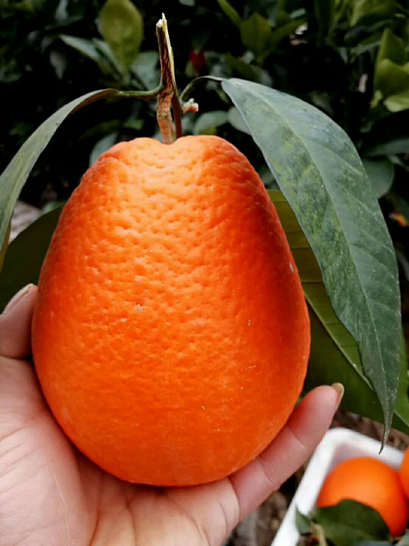 奉节脐橙 品质与价格的甜蜜平衡