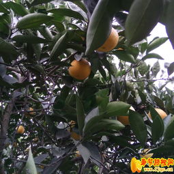 根号二奉节脐橙 从2016年11月3日摘下的那抹金黄说起