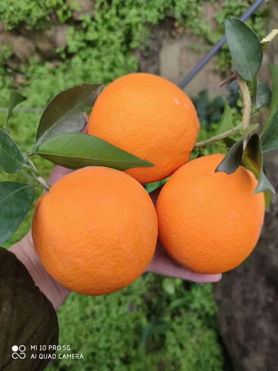 重庆奉节脐橙 根号二下的甘甜与厚重