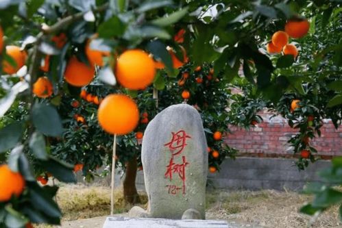 有诗有橙有远方 奉节再登央视《中国诗词大会》第六季